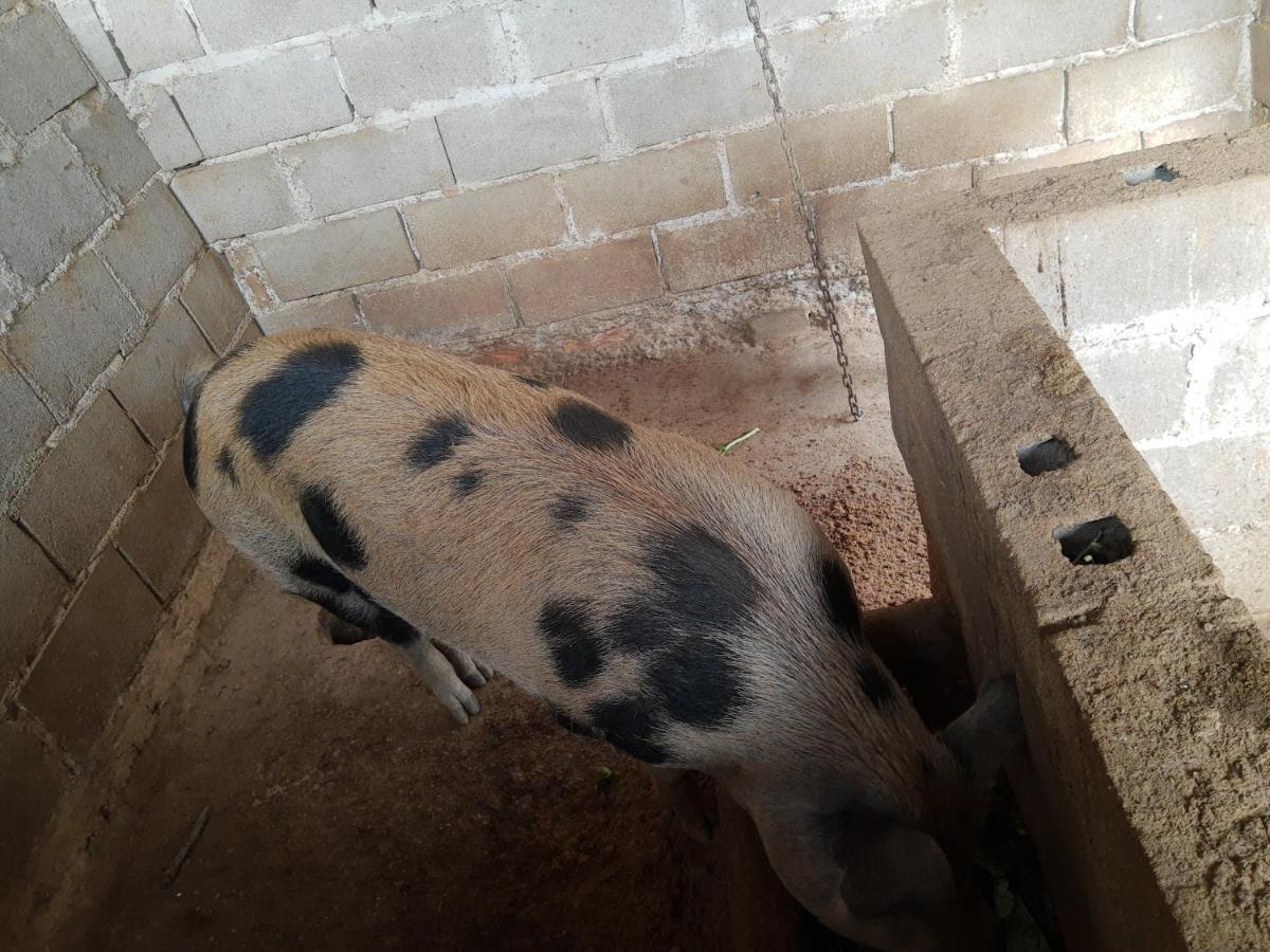 Pousada Roseira Lagoinha Sp Kültér fotó