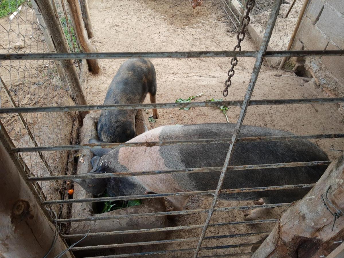 Pousada Roseira Lagoinha Sp Kültér fotó